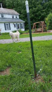 Solving Our Dog Tie-Out Dilemma Image